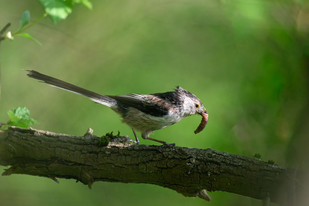 Photograph by Nikolay Hristov
