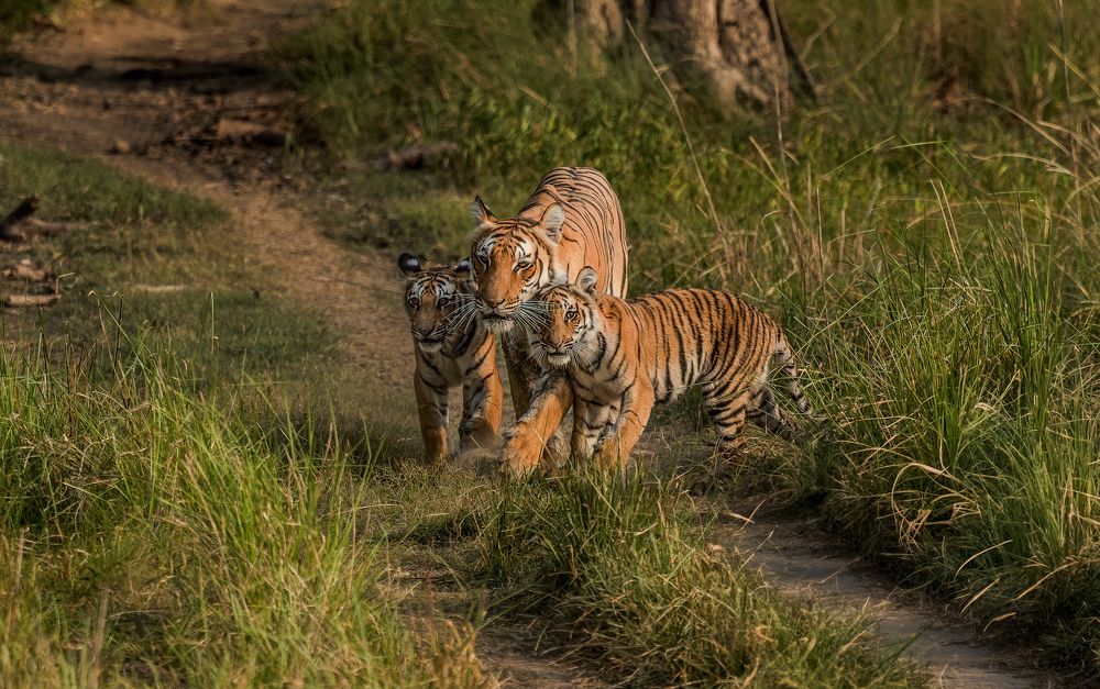 Mother The Protector