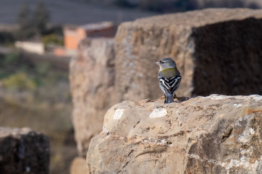 Guardian of the Empire