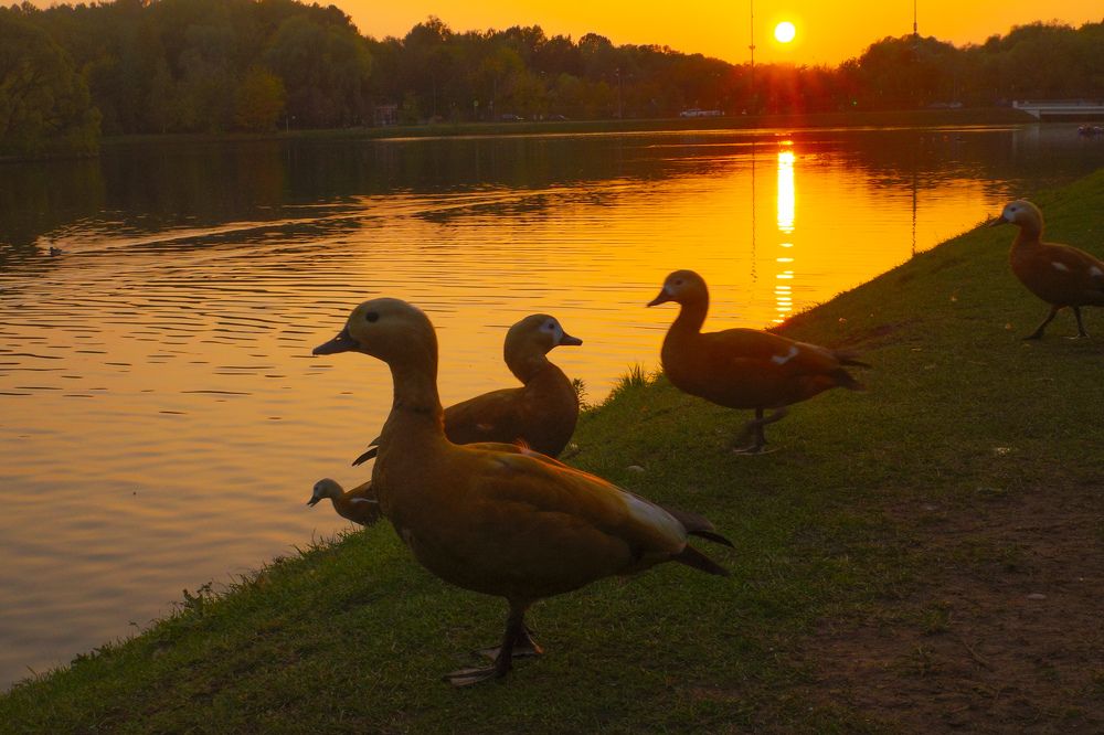 Photograph by Алла Никушкина