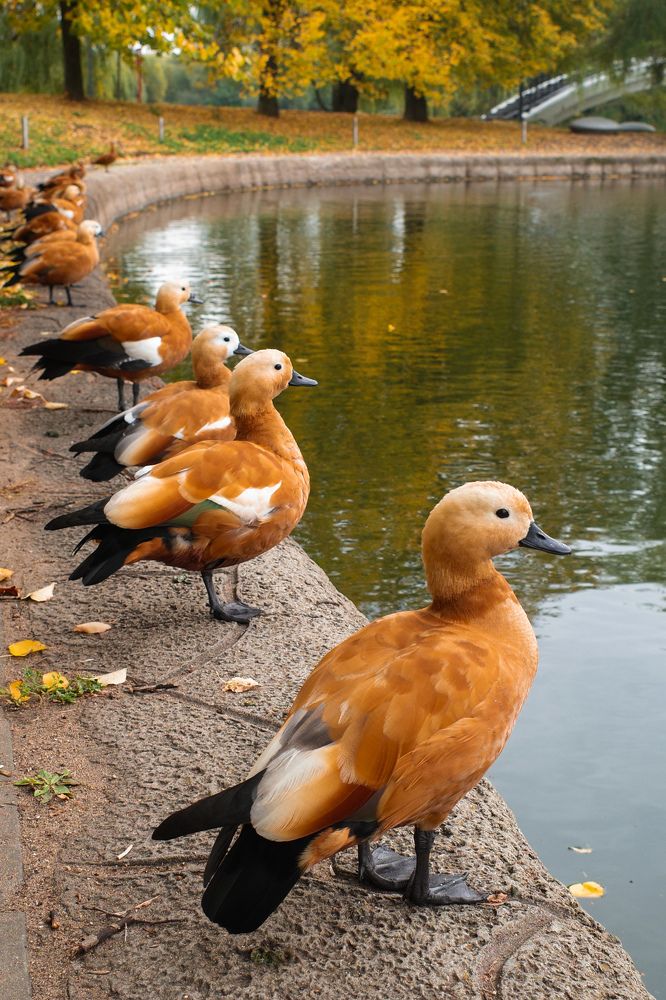 Photograph by Алла Никушкина