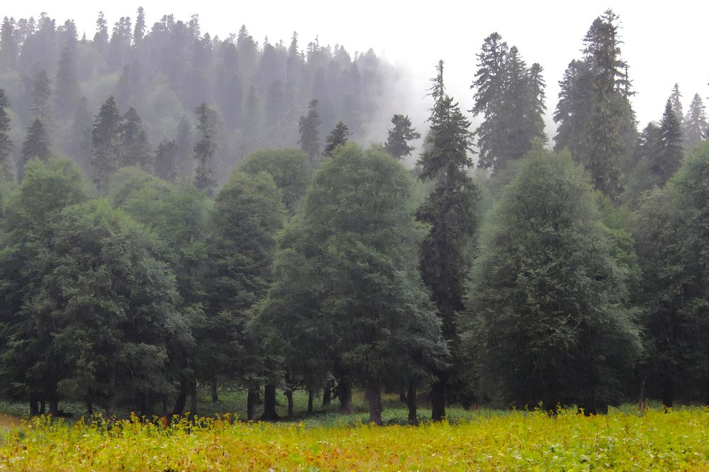 Photograph by Ирина Шибитова