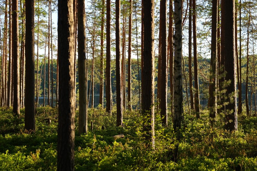 Photograph by Алексей Курносов