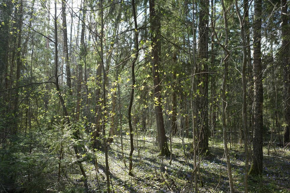 Photograph by Алексей Курносов