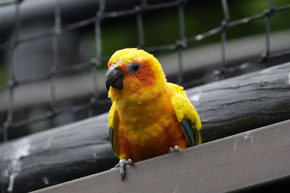 Photograph by Raed Victor Saad