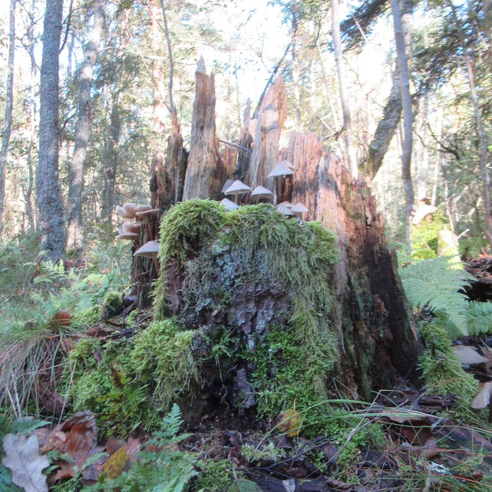 Photograph by Ирина Шведчикова