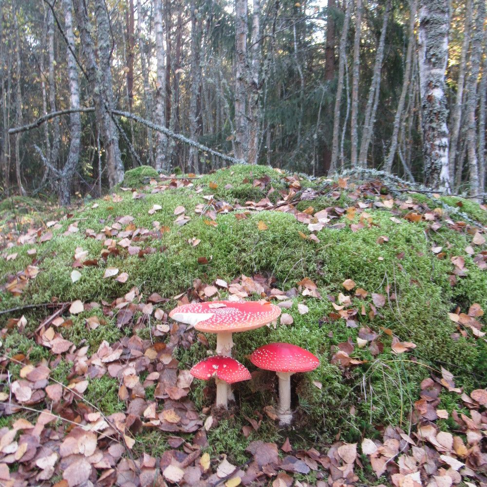 Photograph by Ирина Шведчикова