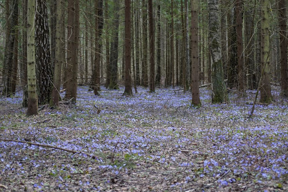 Photograph by Алексей Курносов
