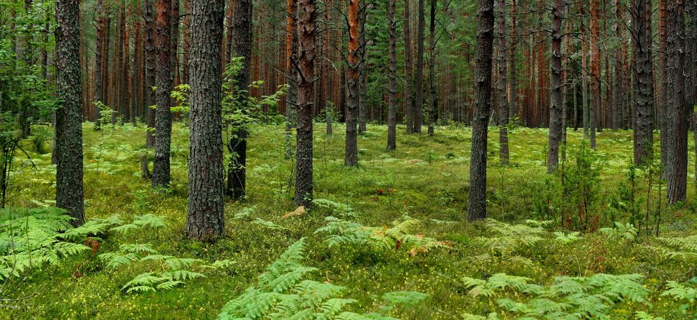 Photograph by Риганов Борис