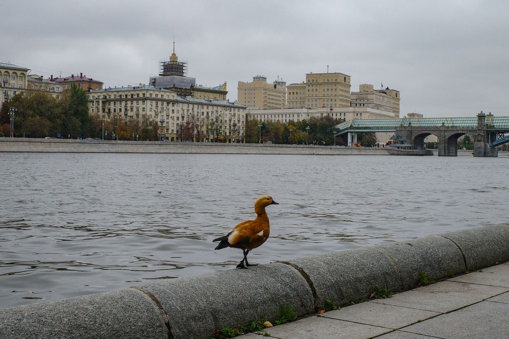 Photograph by Алла Никушкина