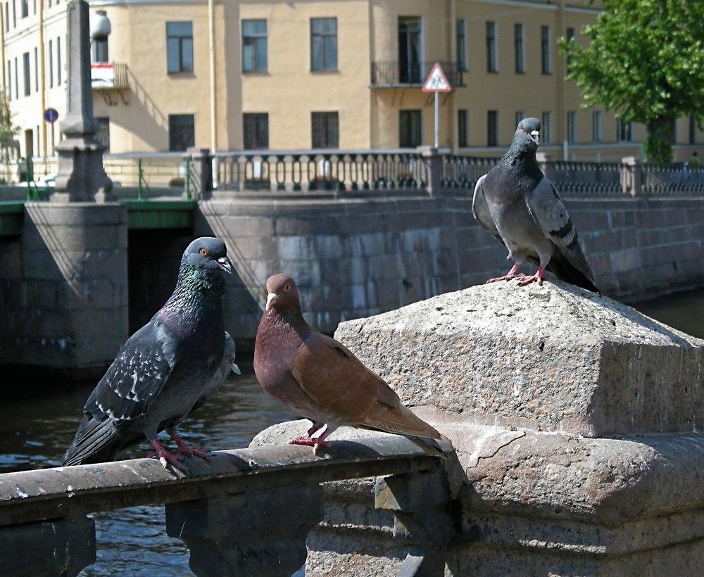 Photograph by Елена Гуляева