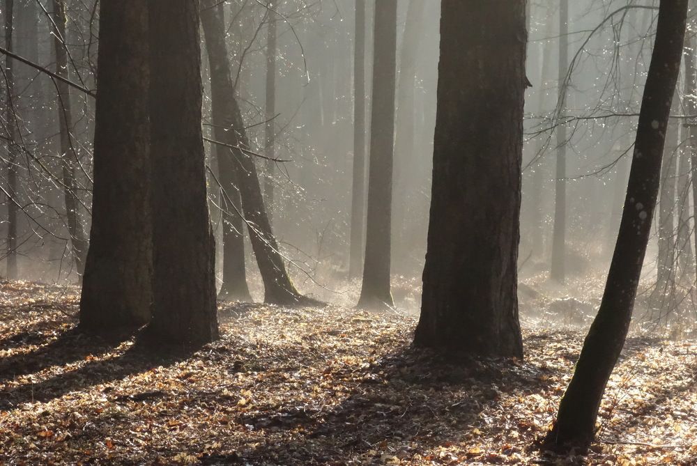 Фотография автора ТАТЬЯНА ЗАХАРОВА