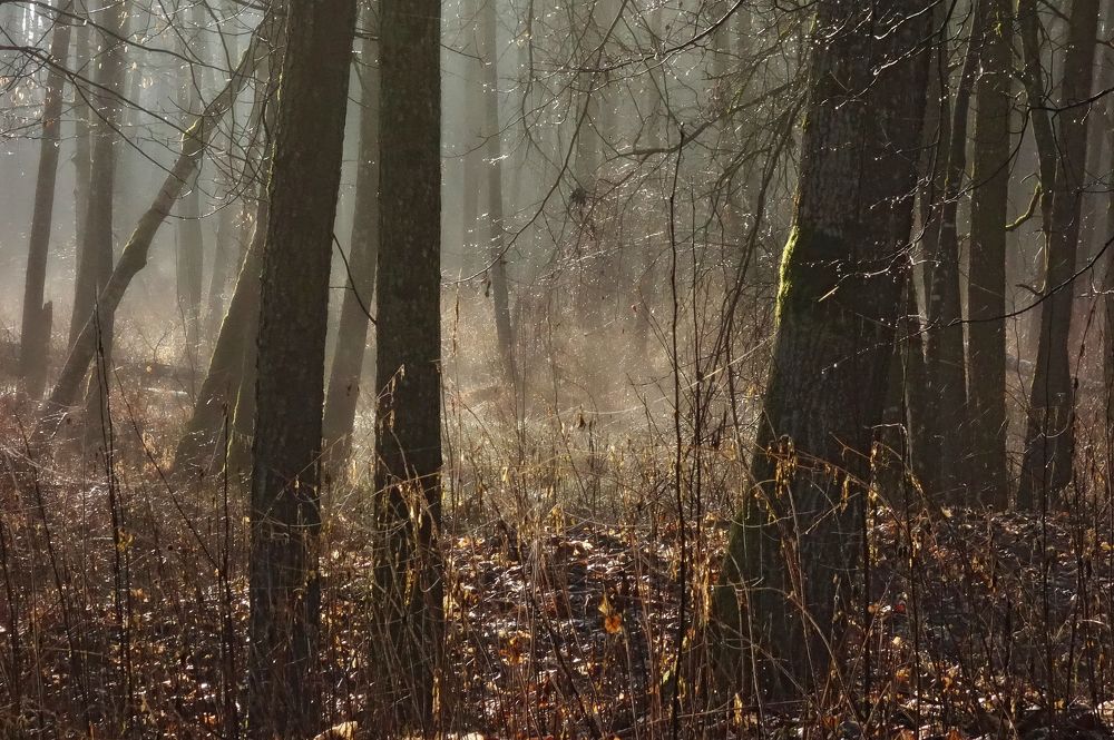 Фотография автора ТАТЬЯНА ЗАХАРОВА