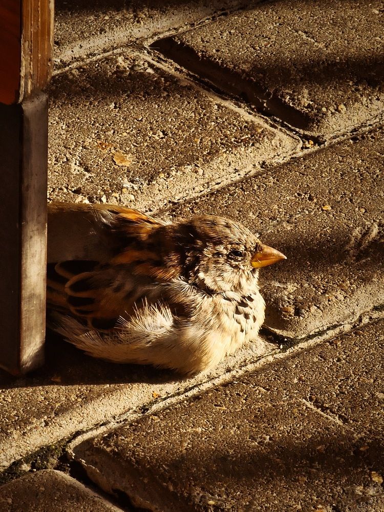 Photograph by Алина Веремеенко