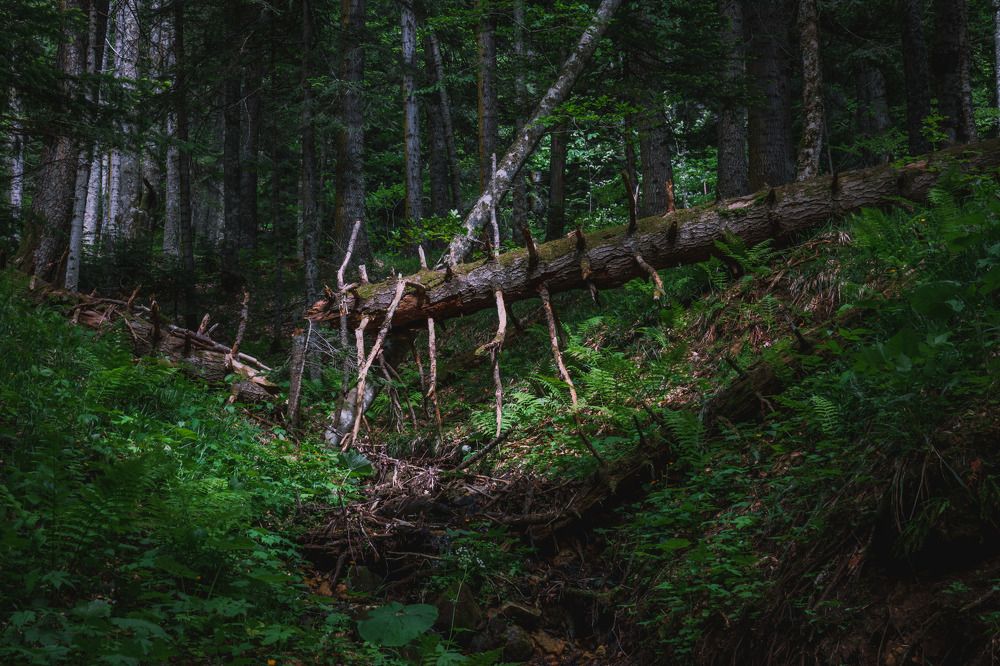 Photograph by Шишкалов Константин