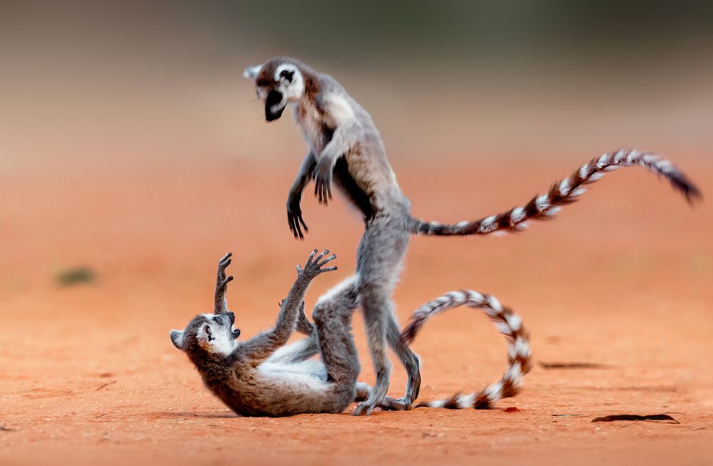 Фотография автора Vishnu Gopal