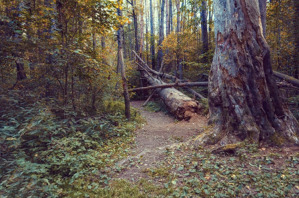 Photograph by Светлана Иванова