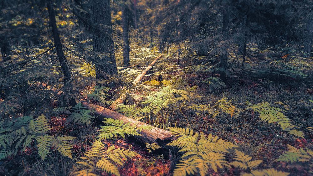 Photograph by Светлана Иванова