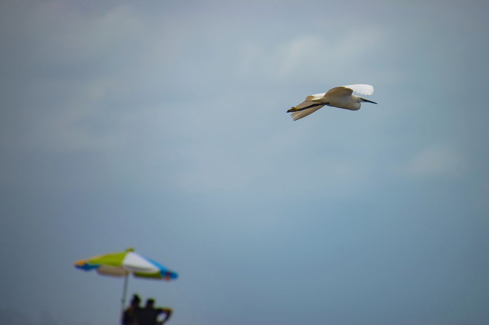 Egret