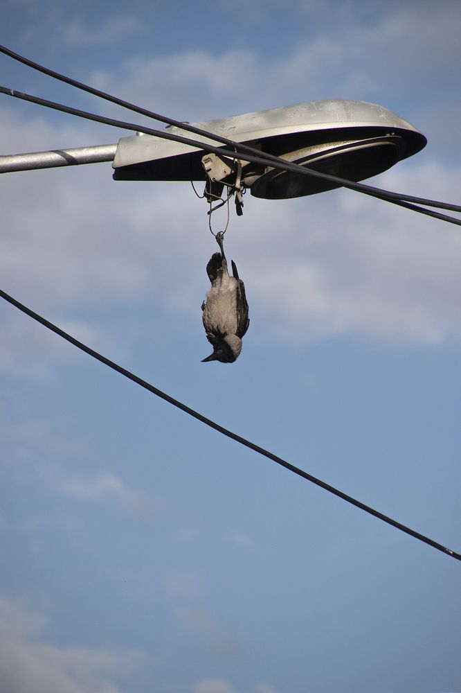 Crow Hanging Upside Down