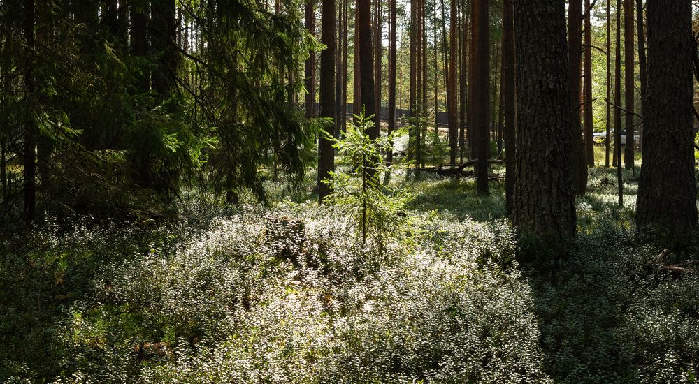 Young spruce in a pine-spruce forest
