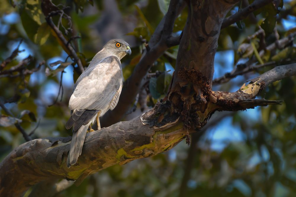 Photograph by Himangshu Das