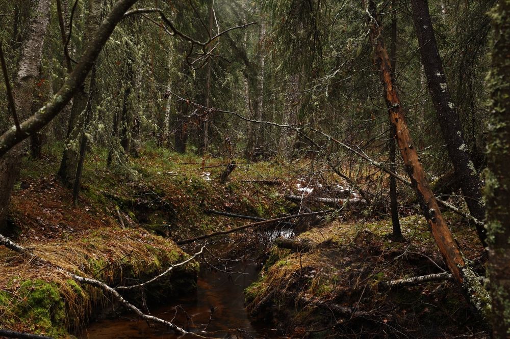 Photograph by Григорий Шишонков