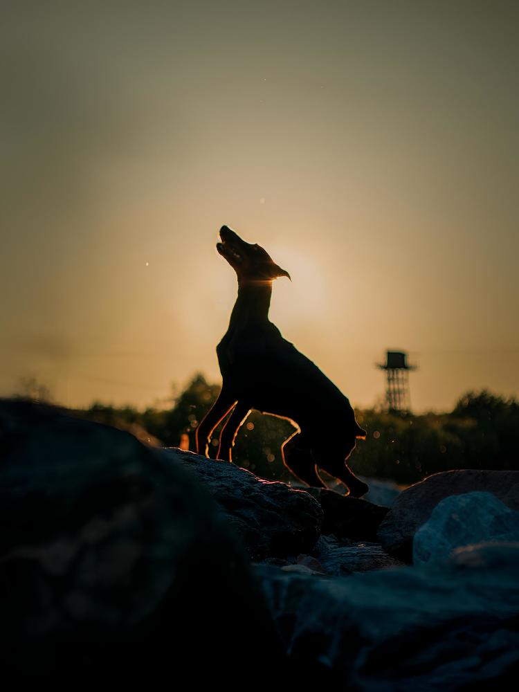 Photograph by Альвина Кузнецова