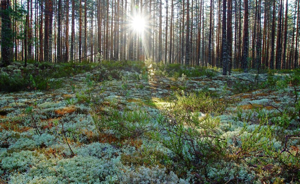 Photograph by Анна Васильева