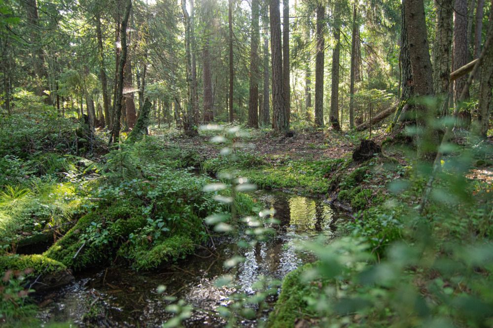 Photograph by Анна Васильева