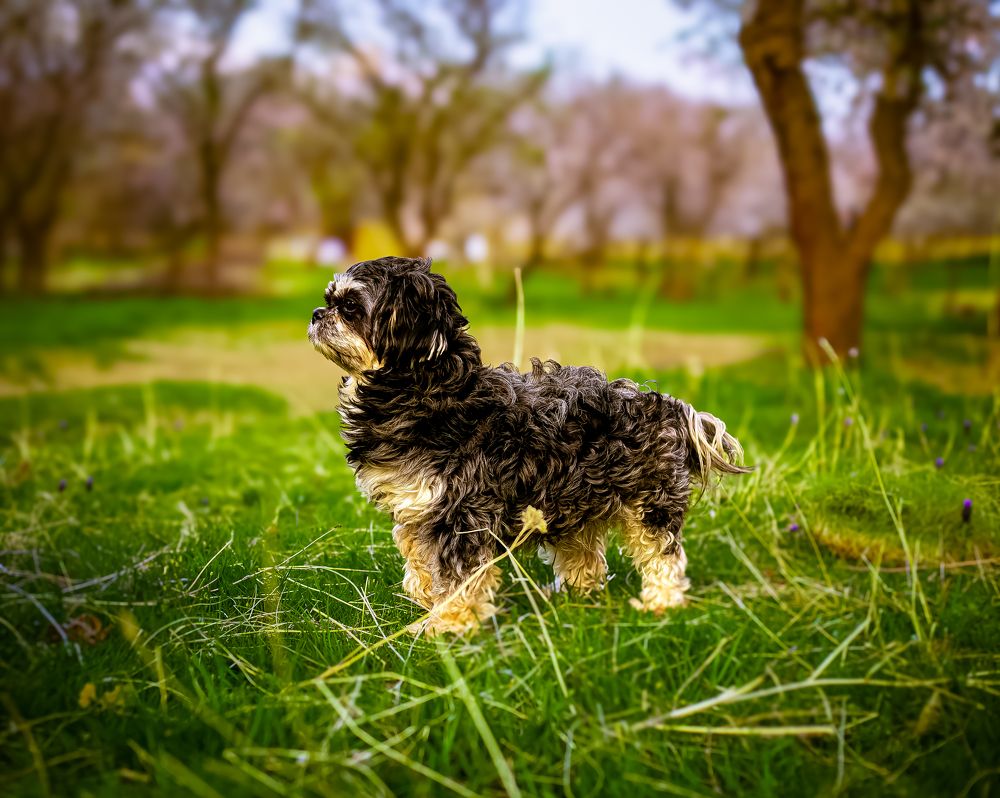 Photograph by Hani Niksyar