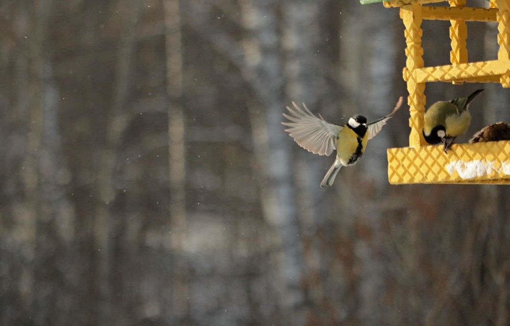 Photograph by Галина Мазур