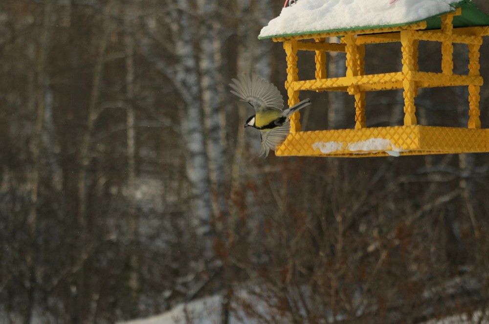 Пир у синиц.