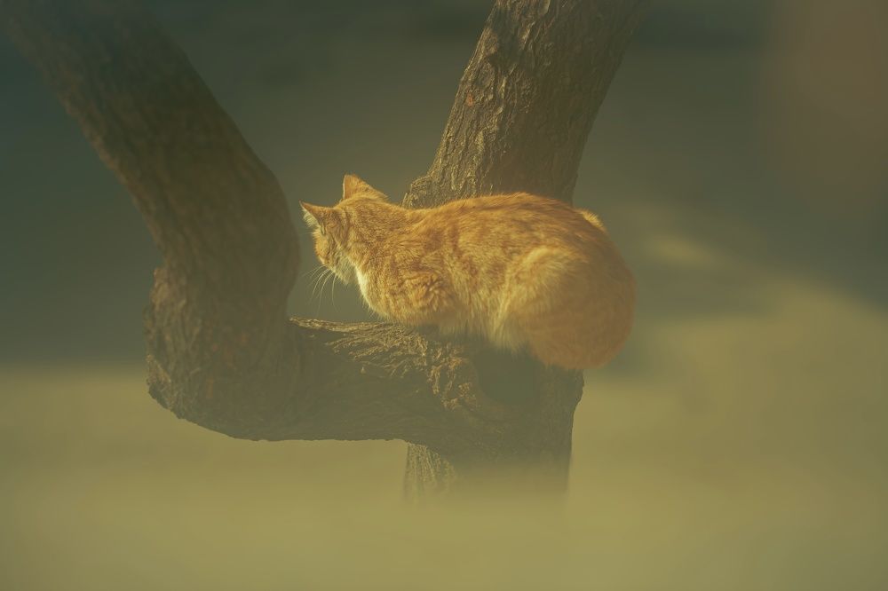 Photograph by Hani Niksyar