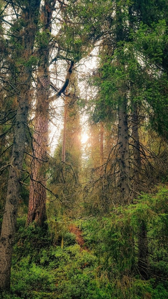 Лес,шагнувший за полярный круг