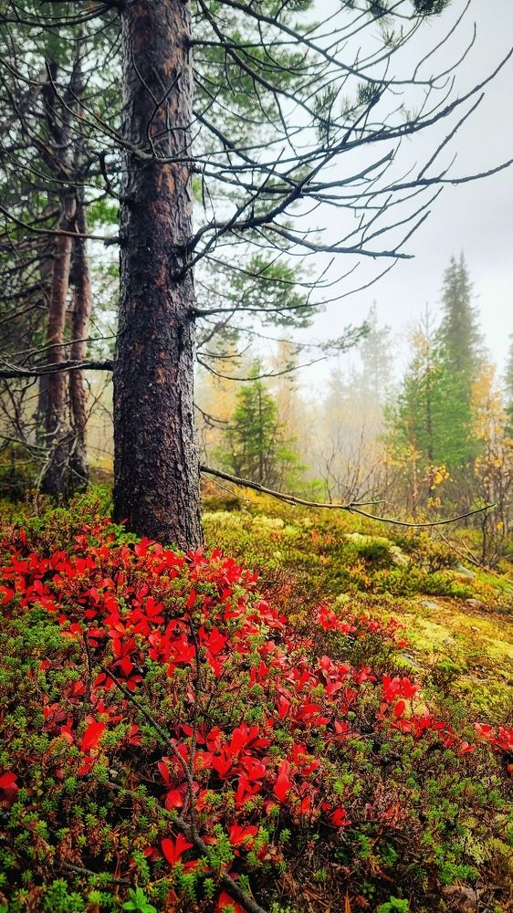 Photograph by Игорь Кабанов