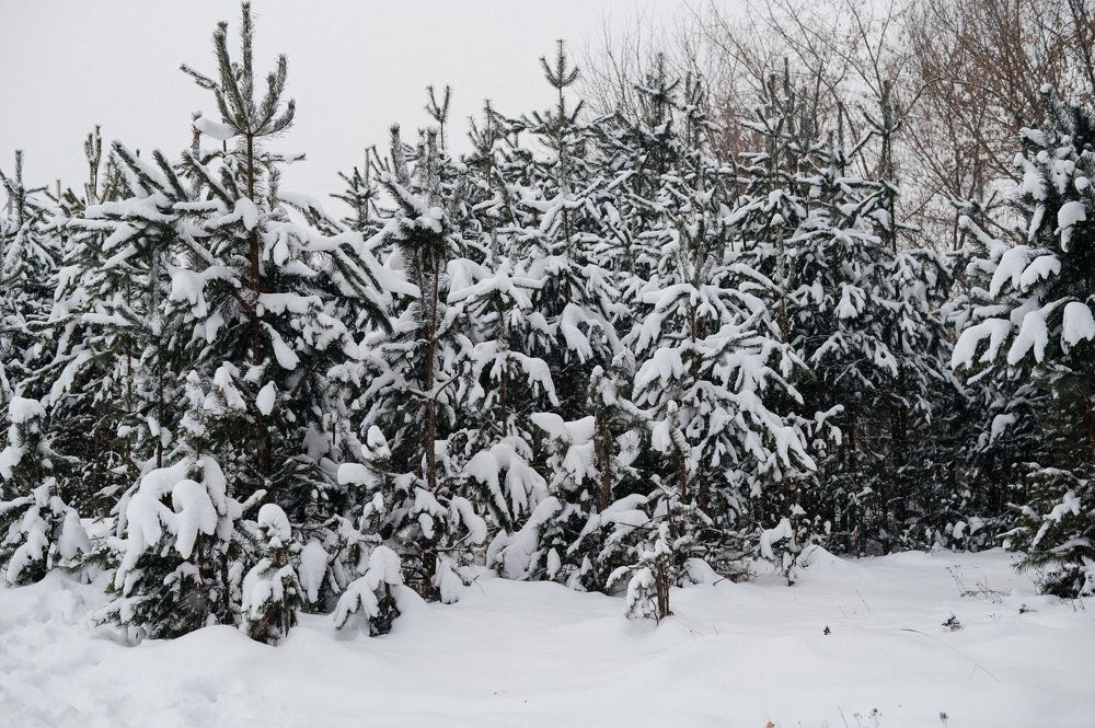 Photograph by Светлана Субботина