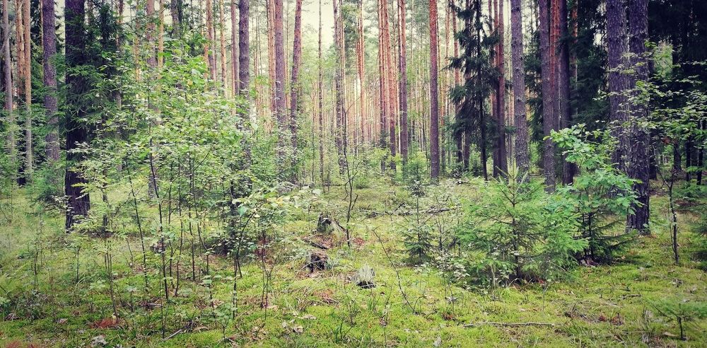 Photograph by Лариса Неудачина