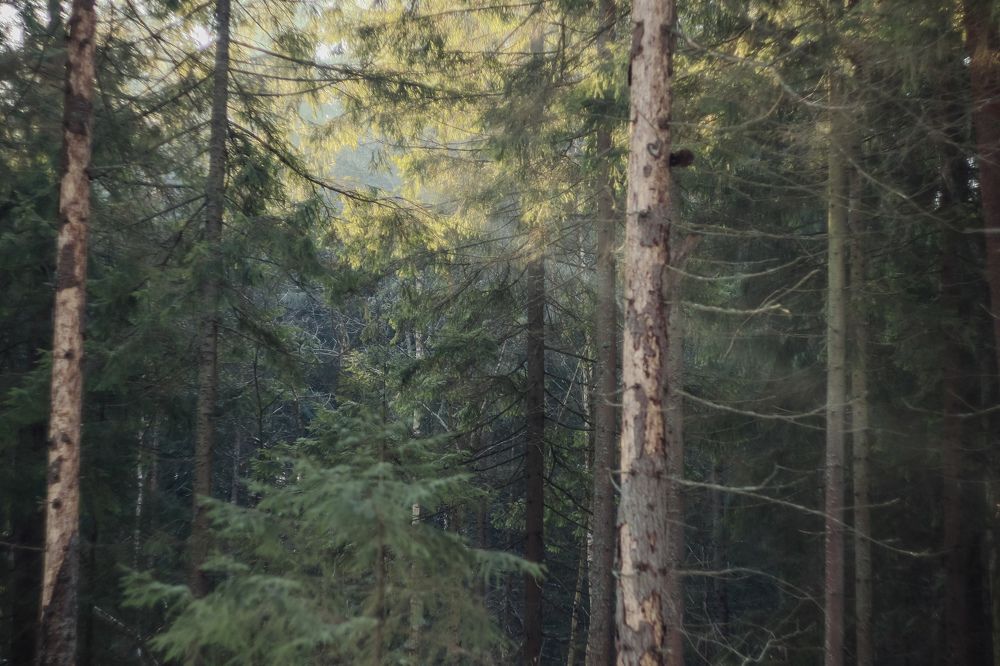 Photograph by Елена Квасова