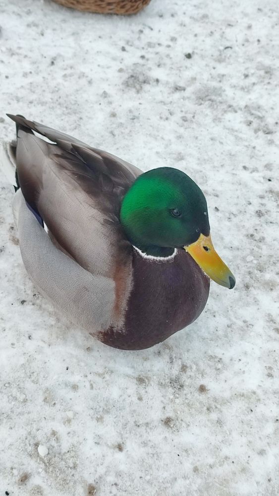 Птицы в моём городе.