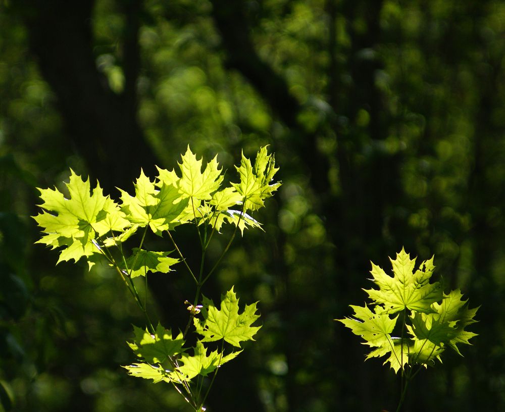 Photograph by Вячеслав Швецов