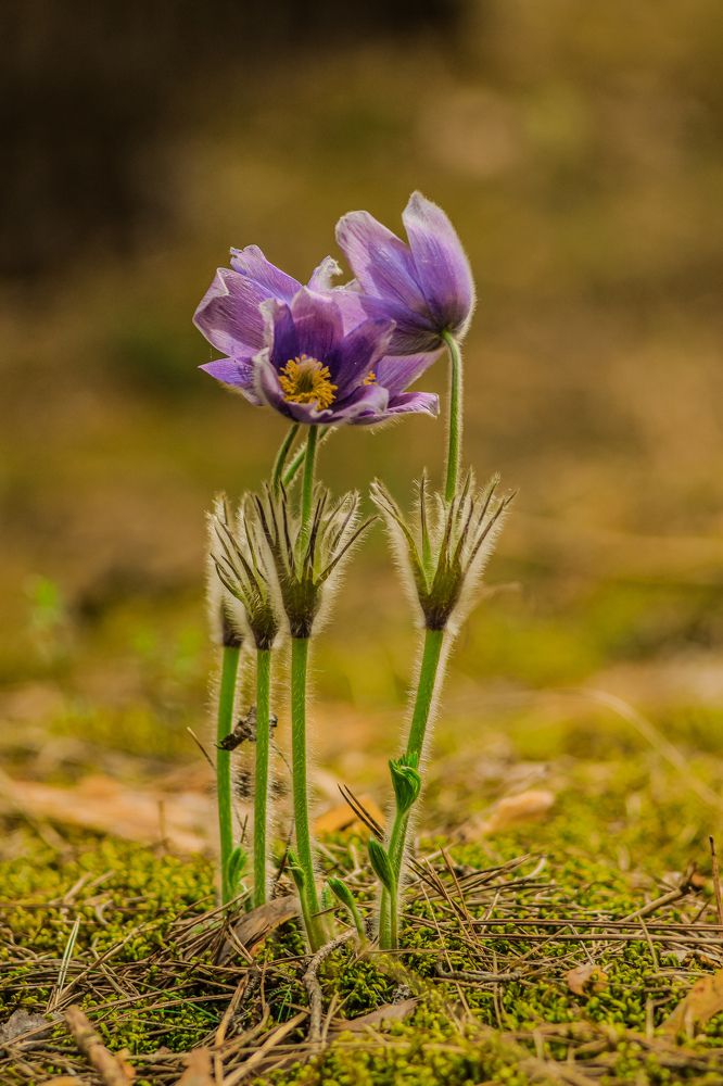 Photograph by Елена Квасова