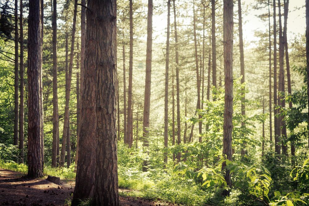 Photograph by Ольга Сельницына