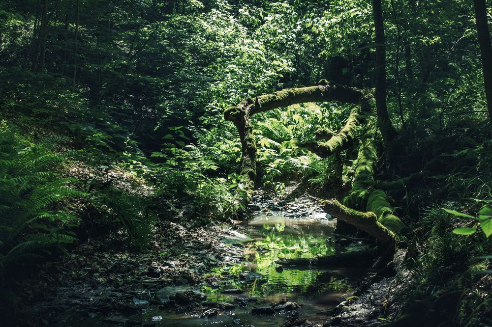 Photograph by Ольга Сельницына