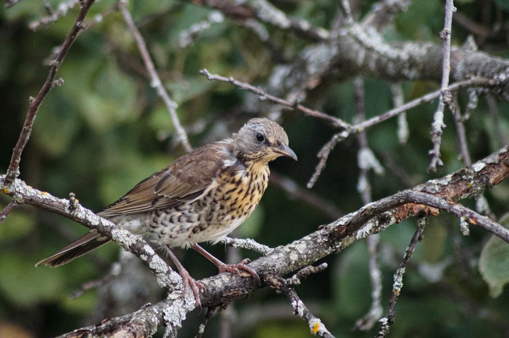 Photograph by Евстратова Оксана