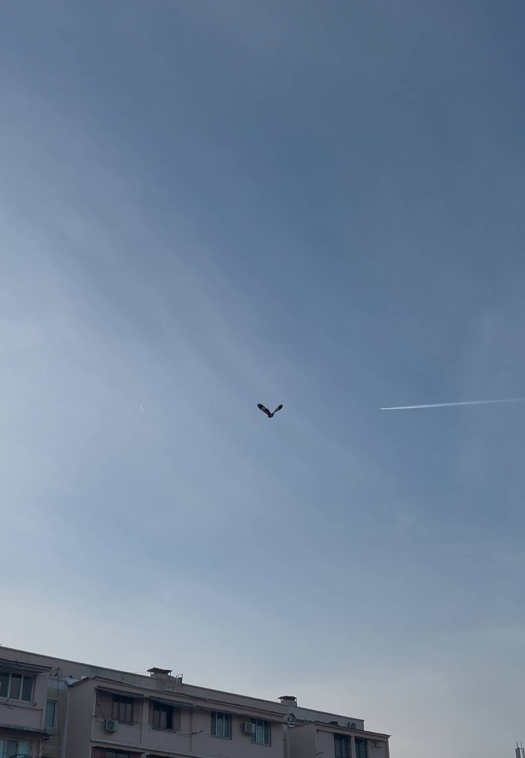 Photo #11784196
