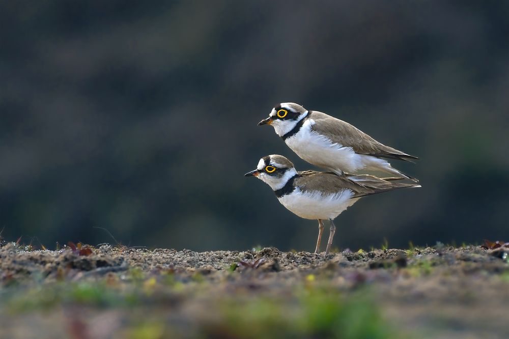 Photograph by Himangshu Das