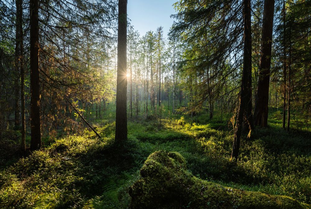 Photograph by Алексей Турчин