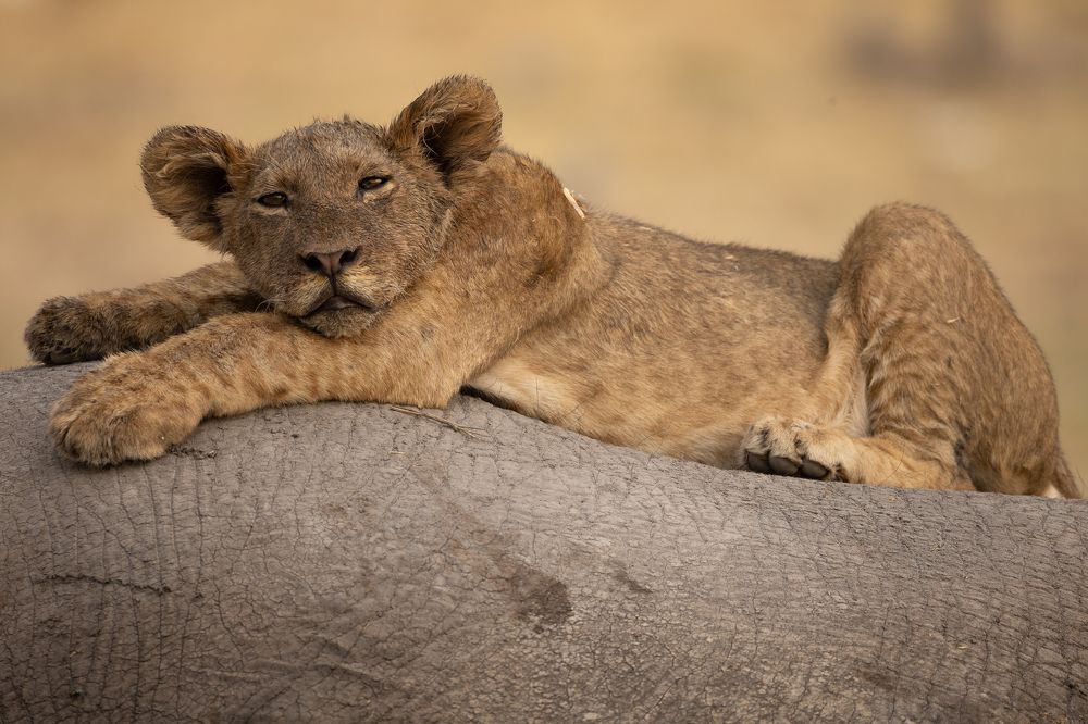 Photograph by Raquel Barao