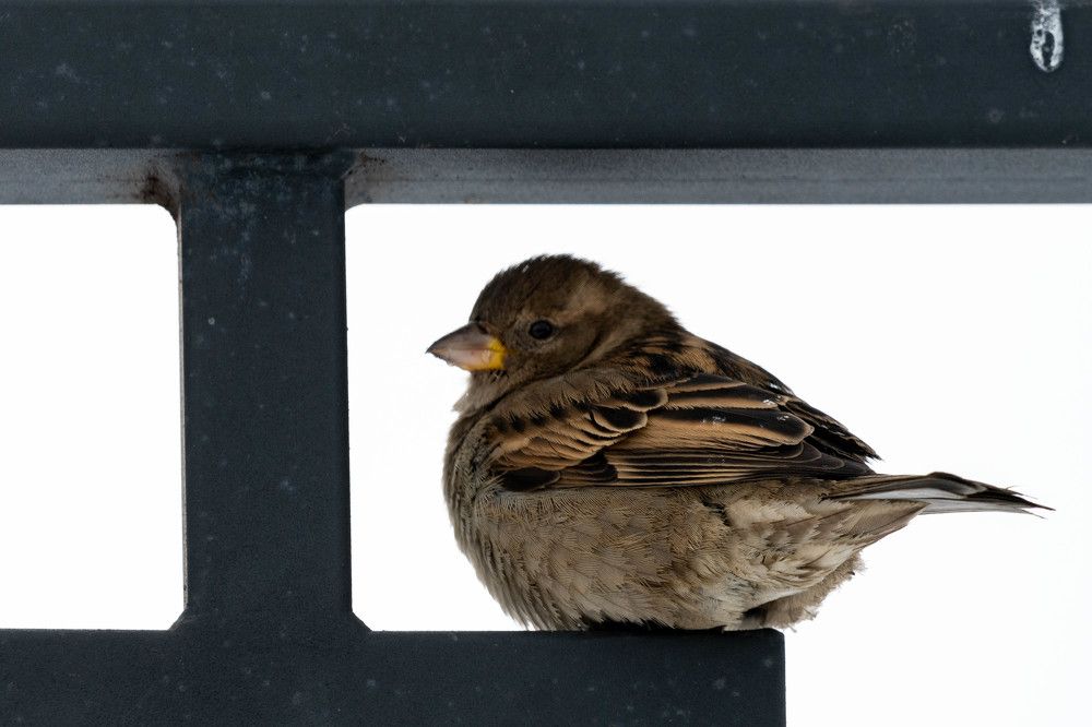 Photograph by Андрей Бородкин